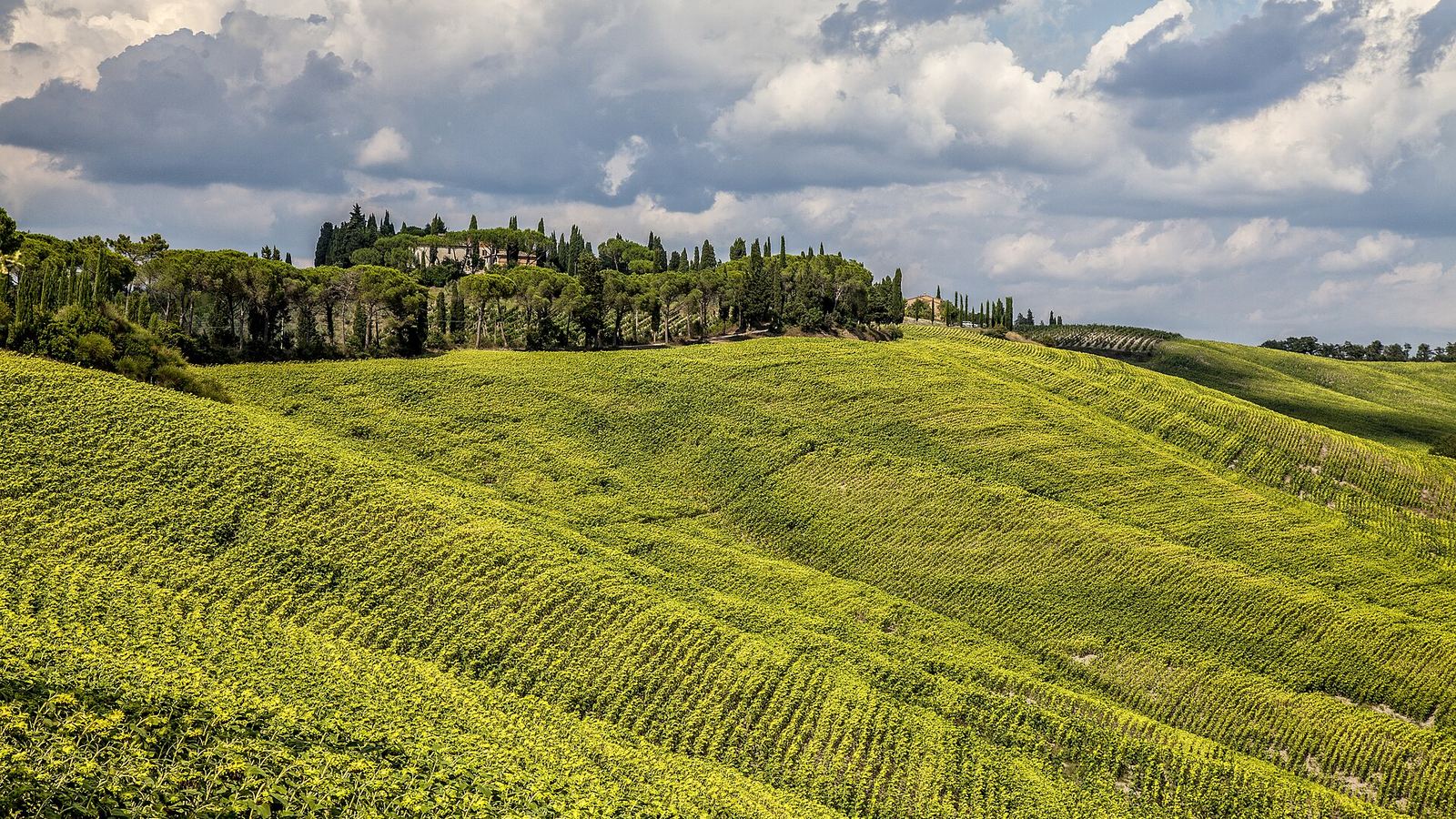 Rolling Tuscan hills